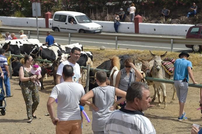 Muestra de ganado por las fiestas de San Juan