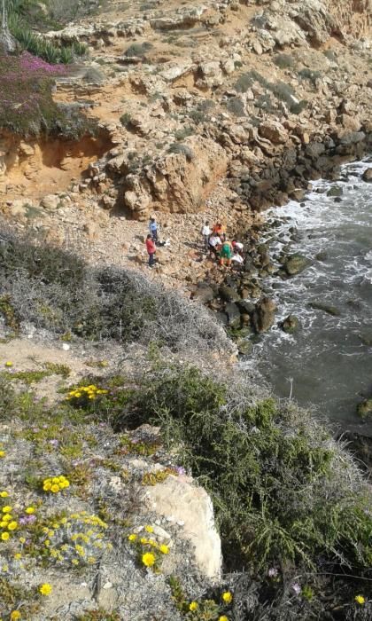 Retirada del ejemplar de delfín mular hallado hoy en las calas de Torrevieja