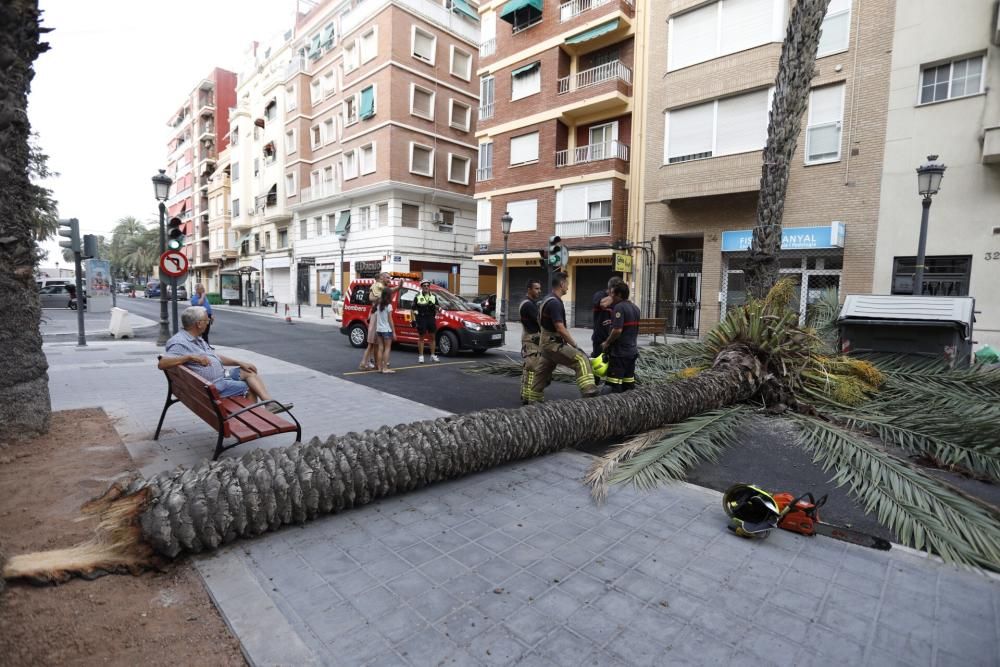 Una palmera se desploma en el Cabanyal