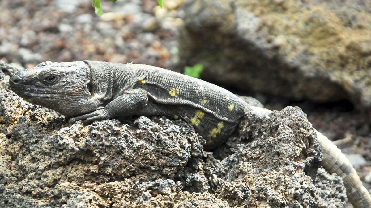 Uno de los lagartos gigante en el Centro de Conservación de El Hierro . | | E.D