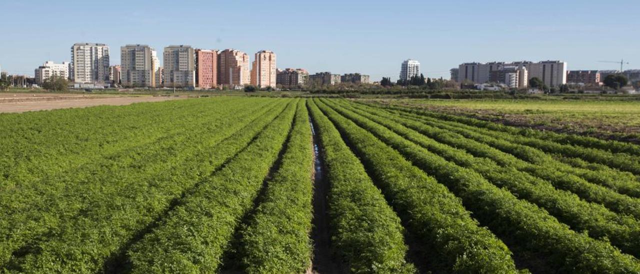 Reanudan la tubería de Campanar &quot;sin informar&quot; a los agricultores