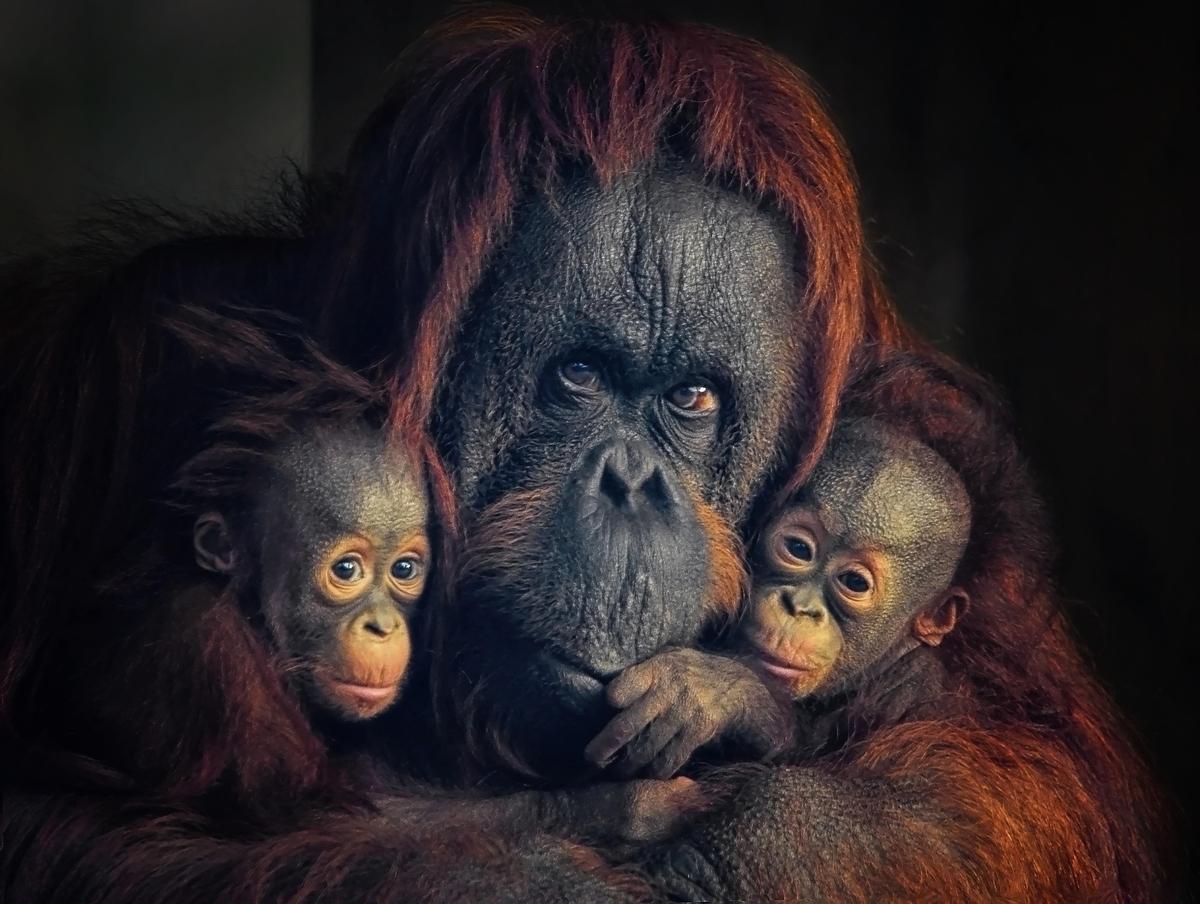 Hembra de orangután de Borneo con dos crías.