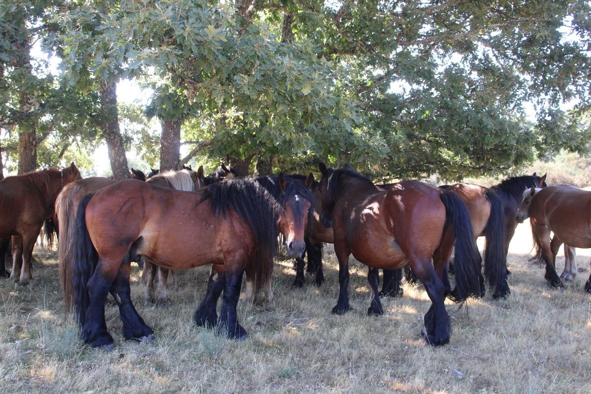GALERÍA | La Sierra Segundera, el destino de un centenar de yeguas