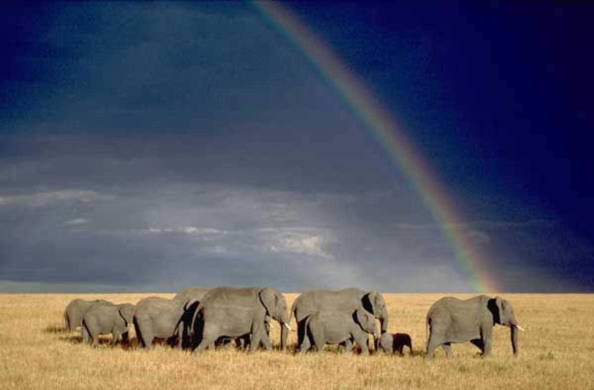 Planicie del Serengeti, en Tanzania.