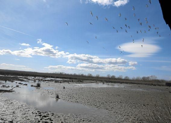 Albufera