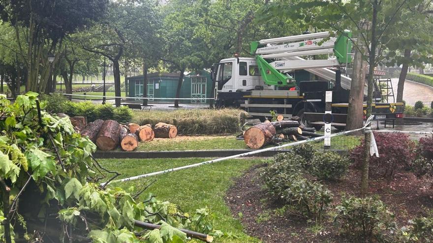 El árbol talado ayer en el Campo San Francisco por los operarios municipales. | Á. F.