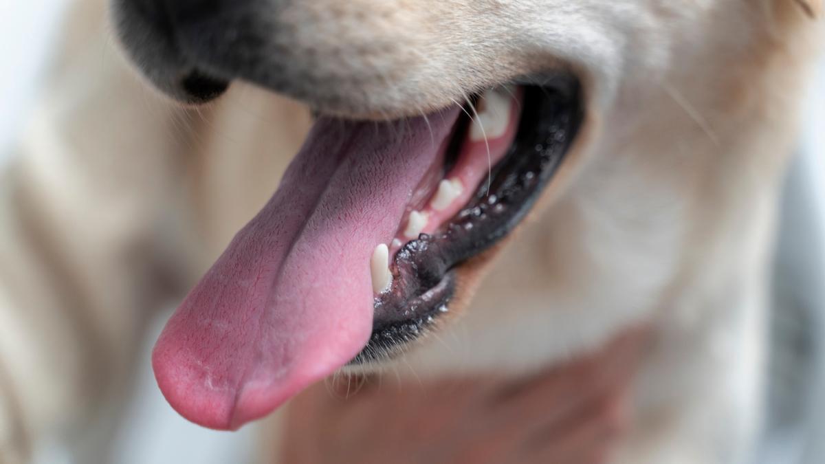El censo, impulsado por el Ayuntamiento, permitirá localizarlos perros que se pierden, son maltratados o abandonados.