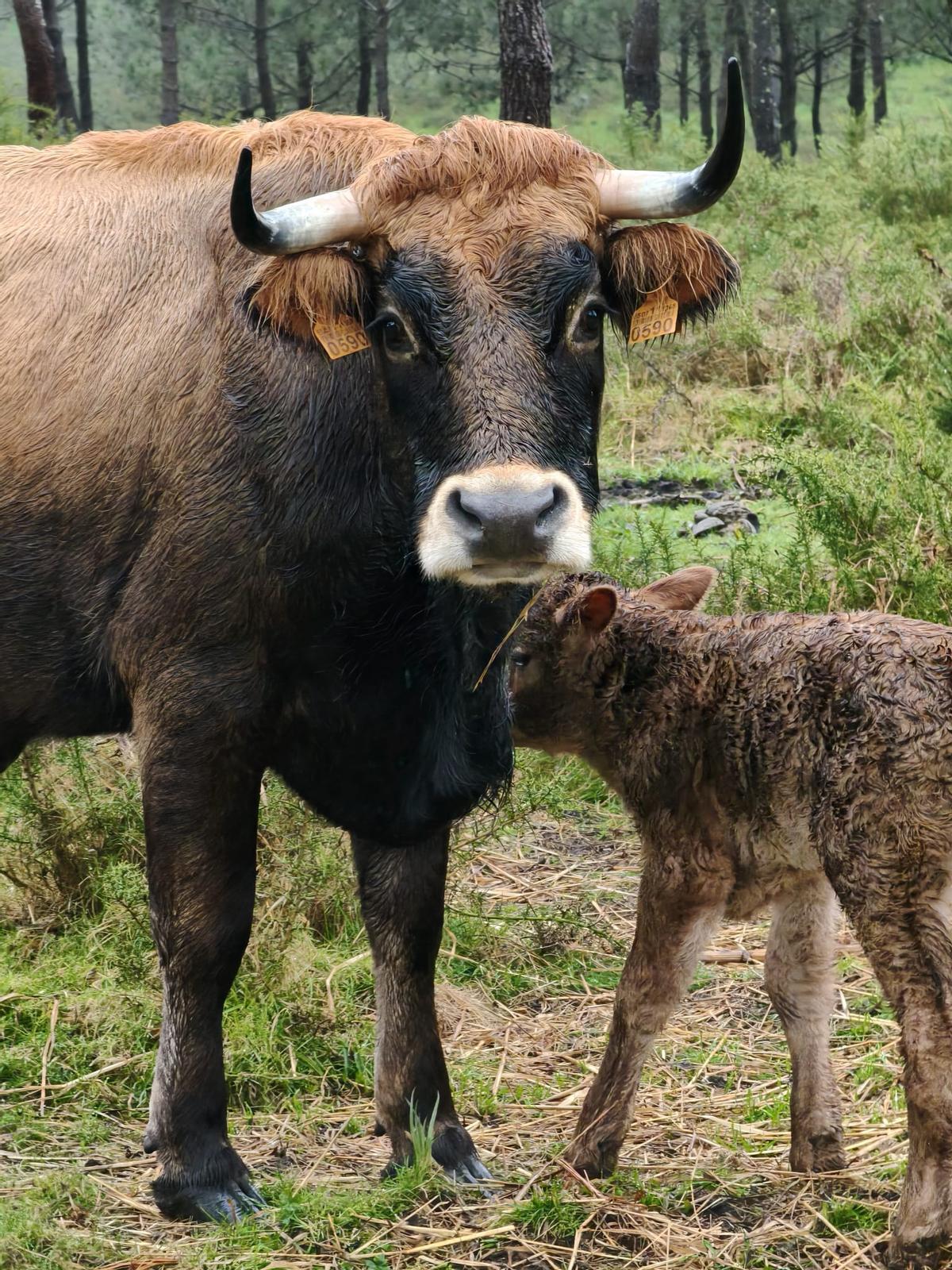 A Manconumidade de Montecelos conta con máis de 50 reses vienesas.