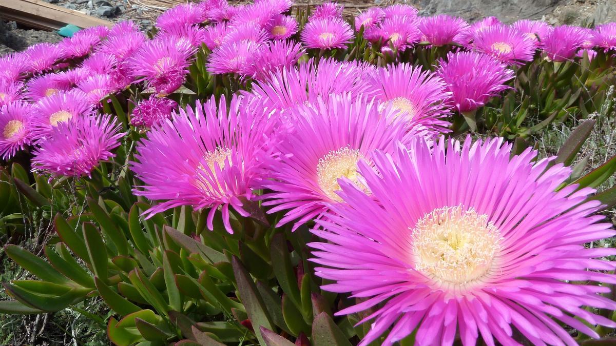 Las flores del carpobrotus edulis son muy grandes y llamativas