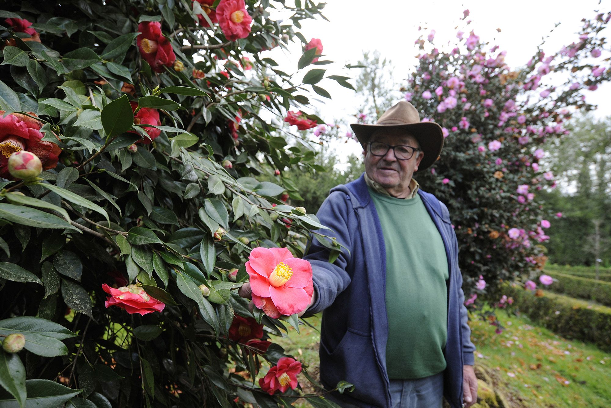 Las visitas se reanudan con las camelias en pleno apogeo de su floración