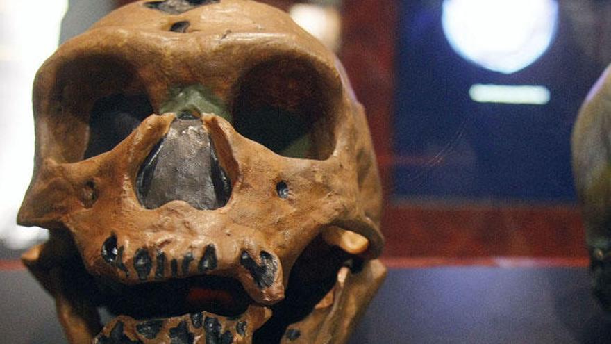 Cráneo de un homo neanderthalensis