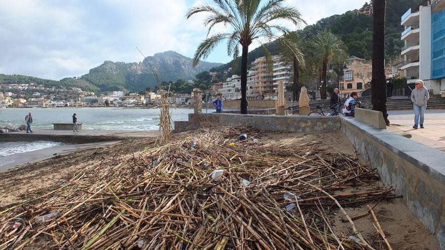 Indignación en Sóller al quedar la playa cubierta por cañas taladas por el Govern