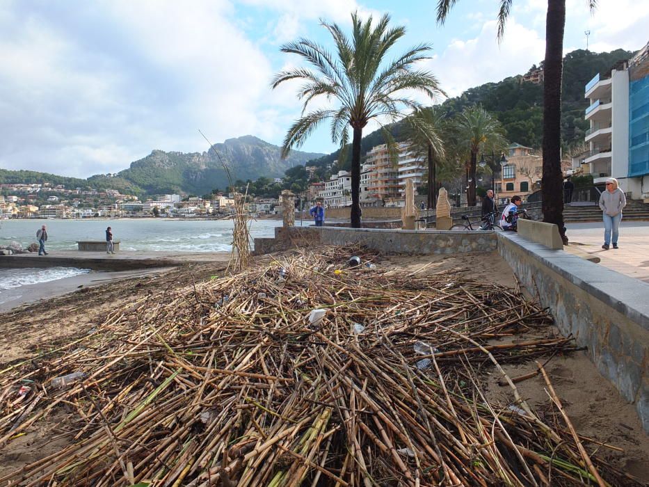 Indignación en Sóller al quedar la playa cubierta por cañas taladas por el Govern