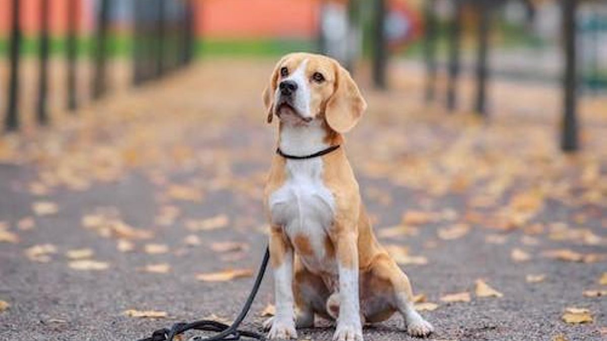 Perro en un parque