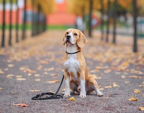 Perro en un parque