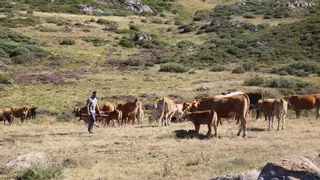 Nuevas ayudas directas para explotaciones bovinas afectadas por la EHE