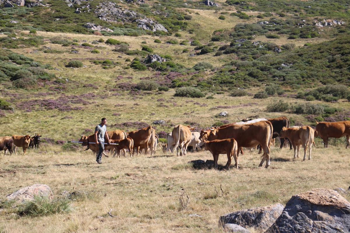 Un ganadero de Sanabria aplica medicina a la explotación afectada por la EHE
