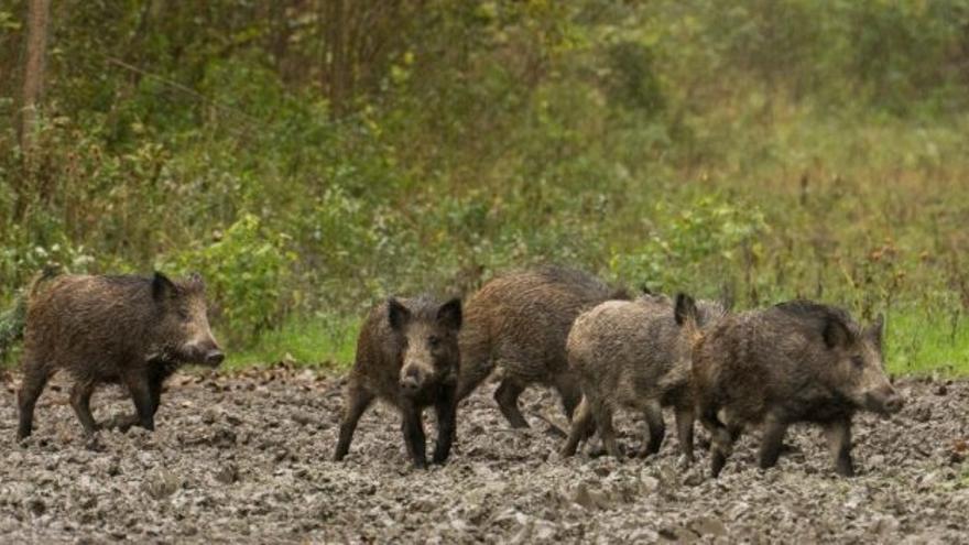 La Federación Valenciana de Municipios y Provincias organiza una jornada sobre la gestión del jabalí en la CV y la carne de caza sin contar con los cazadores