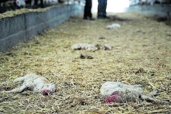 Cadáveres de las crías tras los abortos de las ovejas.