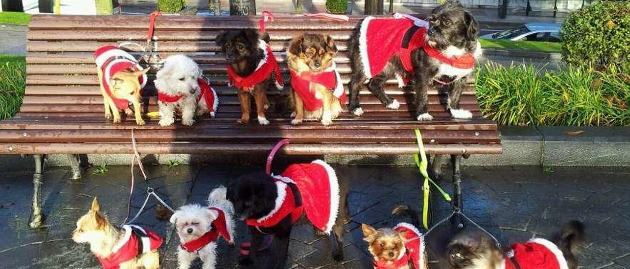 Por la izquierda, arriba, &quot;Nala&quot;, &quot;Melba&quot;, &quot;Cuca&quot;, &quot;Neska&quot;, y &quot;Kimba&quot;. Abajo, &quot;Lorna&quot;, &quot;Zira&quot;, &quot;Zanda&quot;, &quot;Pizka&quot; e &quot;Yzma&quot; en una foto tomada las últimas Navidades en el Campo San Francisco.