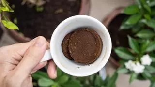 Revitaliza tu plantas con un solo ingrediente: posos de café