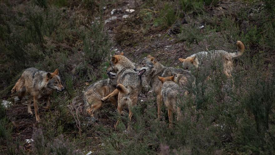 Bruselas plantea rebajar la protección del lobo y pasa de ser &quot;estrictamente protegido&quot; a &quot;protegido&quot;