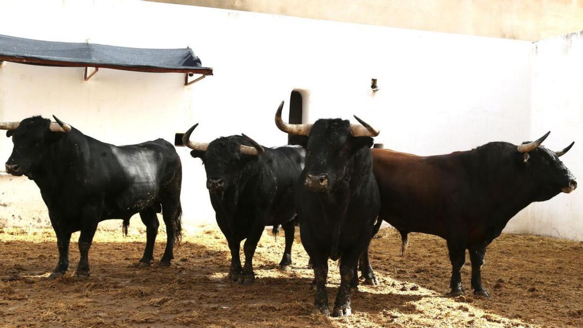 Los toros de hoy pertenecen a la ganadería de Victoriano del Río. | VIGUERAS