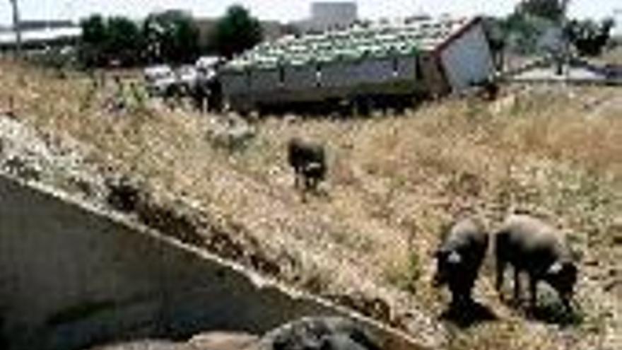 Veinte cerdos mueren al volcar el camión que los transportaba