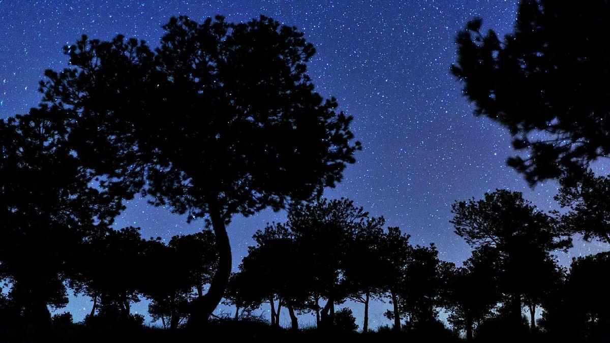 Un cielo cargado de estrellas se asoma entre la arboleda en el norte de la provincia.