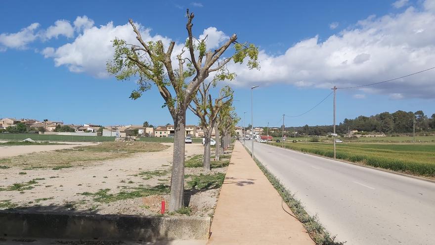 Més per Sineu califica de &quot;auténtico despropósito&quot; la reforma del vial