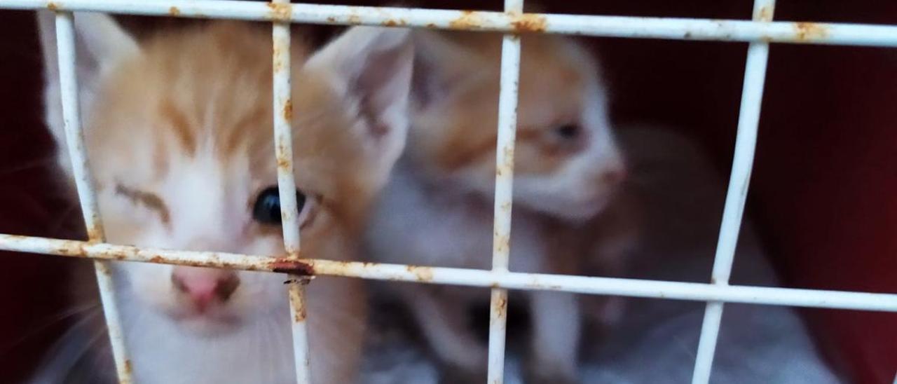 El hallazgo de los dos gatitos se llevó a cabo el domingo en un contenedor de Santa Pola
