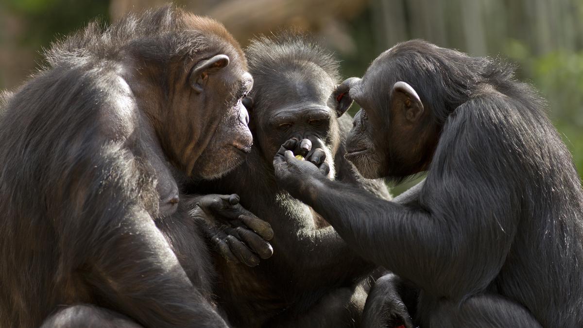 Varios chimpancés intercambiando información.