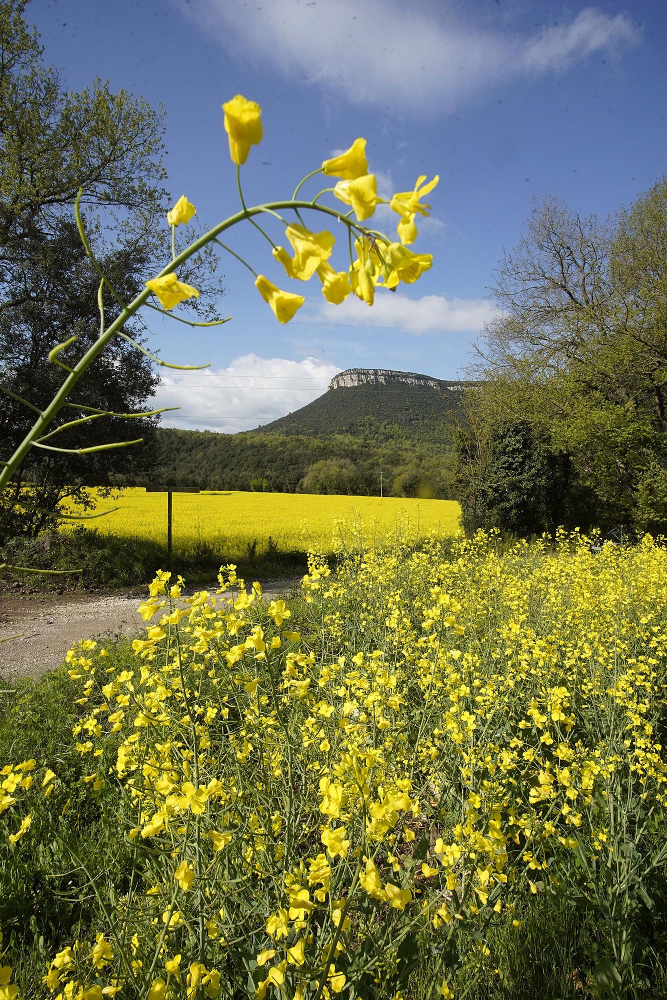 Els camps gironins es tenyeixen de groc