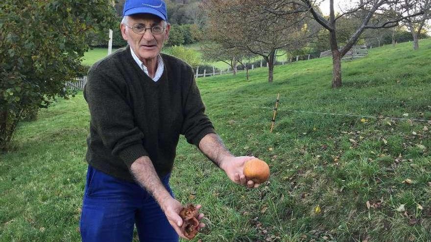 Victor Molina muestra algunas de las manzanas dañadas en su finca de Lozana (Piloña).