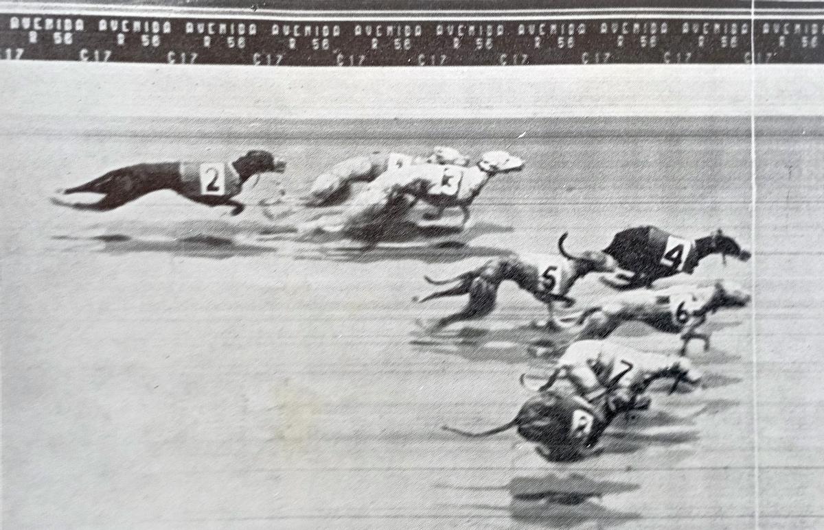 La foto de llegada determinaba el ganador de la carrera de galgos, en caso de duda, en el Canódromo de Ciudad Jardín.