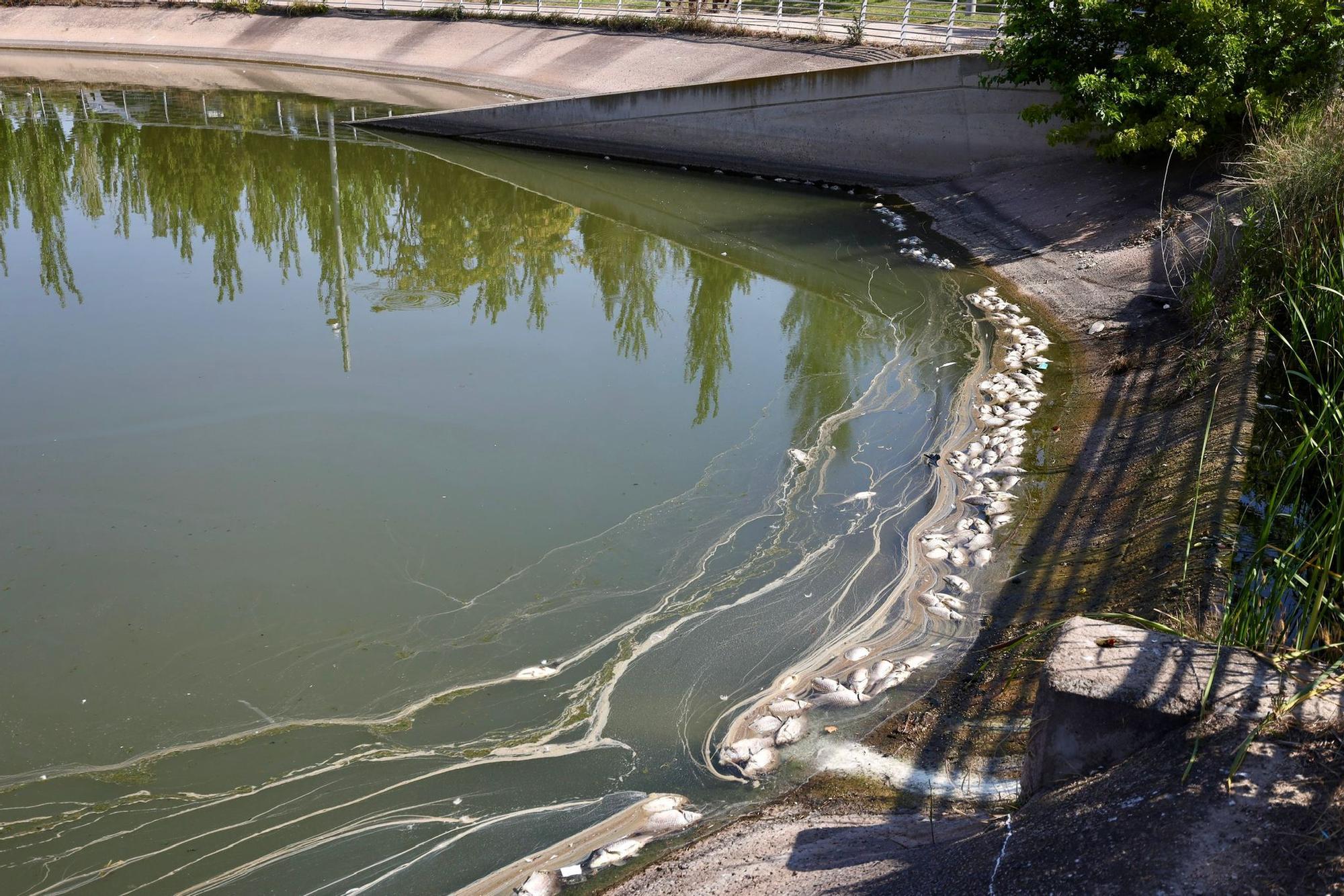 En imágenes | Los vecinos de Valdespartera alertan de la presencia de peces muertos en el lago Penélope Cruz