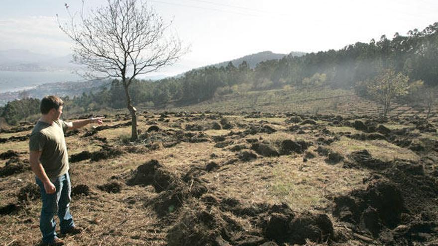 Ezequiel Fernández en una zona de plantación en Moaña.