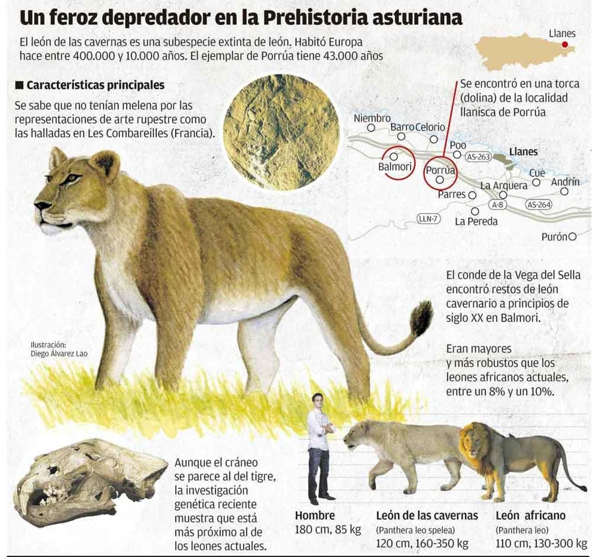 El león de las cavernas localizado en una sima de Porrúa vivió hace 43.000 años