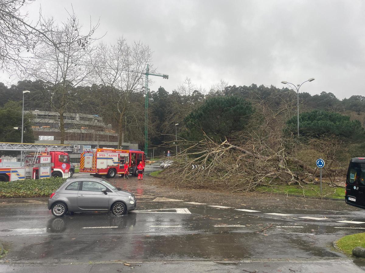 Árbol caído en la glorieta de Bastiagueiro