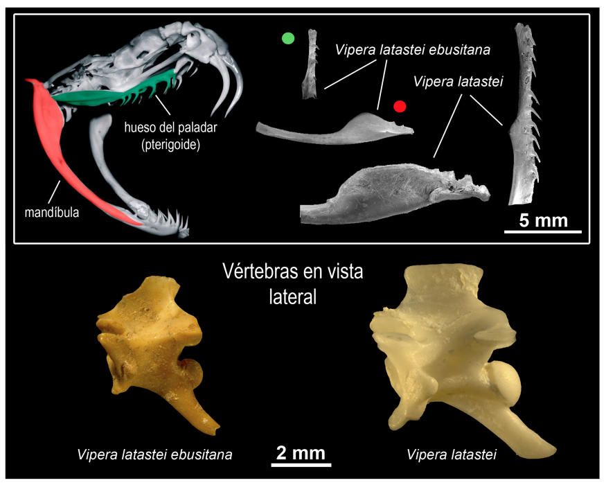 Las víboras de hace 16.000 años de Ibiza.