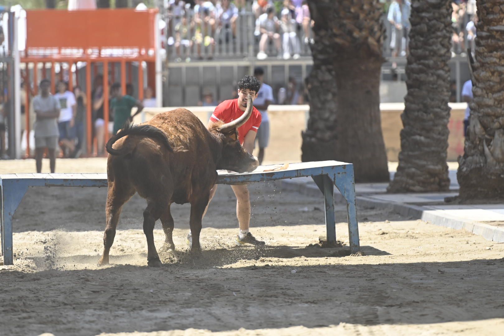 El ‘bou’ toma protagonismo mañana, tarde y noche en el Grau en fiestas