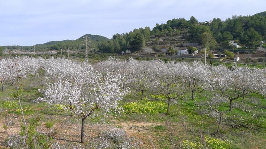 Campos en Benimussa.