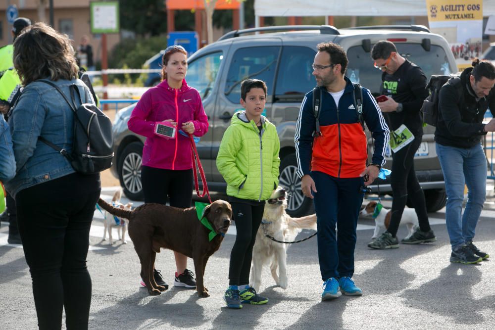 Can We Run: Gran carrera de perros para la concienciación animal