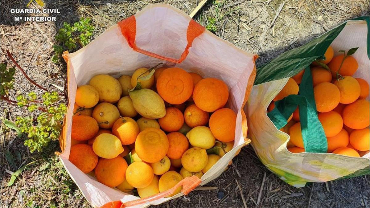 Lo pillan robando naranjas y dice que &quot;el fruto de los árboles es de todos&quot;