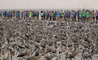 Anillan 600 pollos de flamenco en la Laguna de Fuente de Piedra
