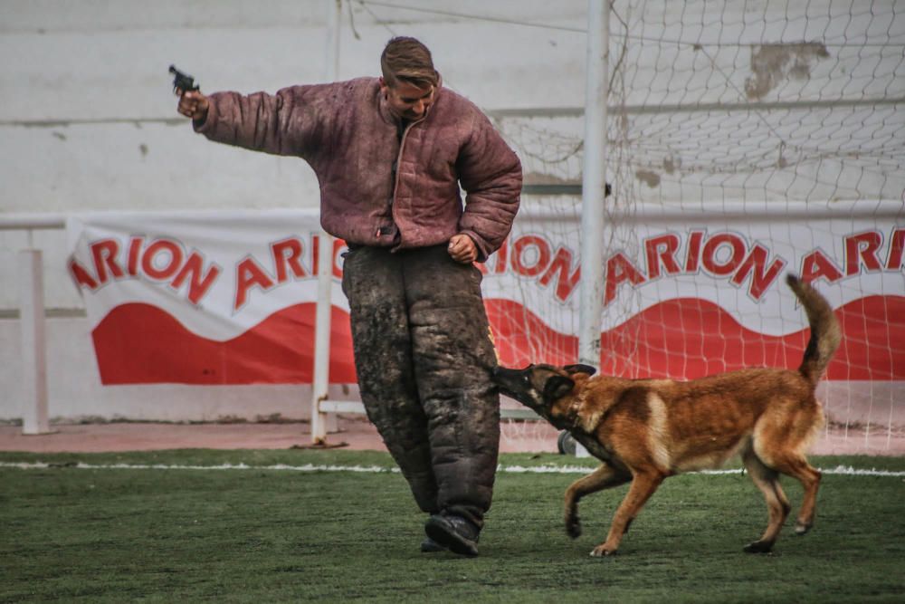 Carrera de burros y asnos y exhibición canina en D