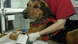 Un perro, en una consulta veterinaria.