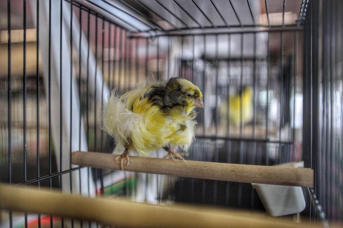 Muestra ornitológica en la capital tinerfeña