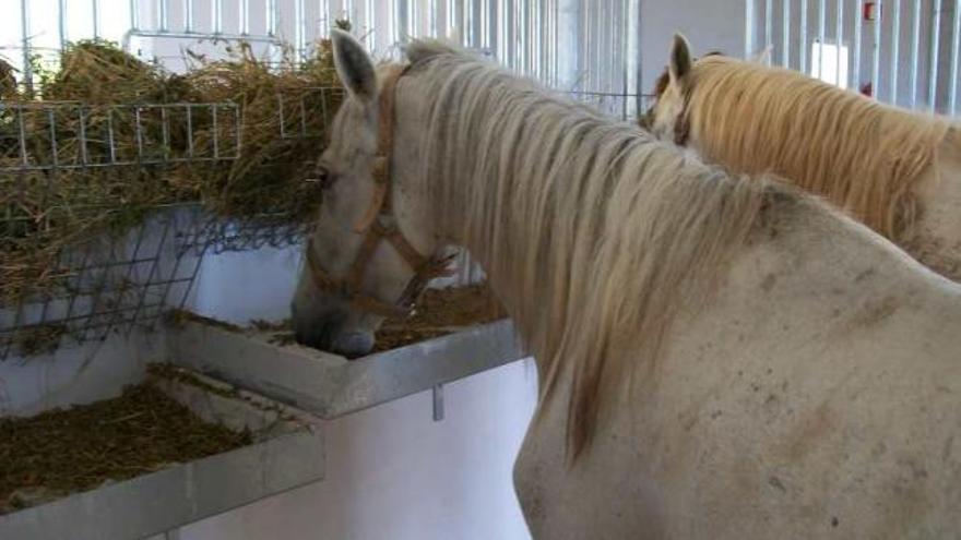 Descubren dos caballos heridos y desnutridos y se los quitan al dueño