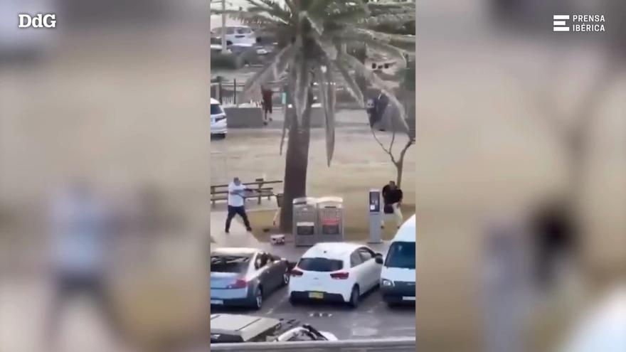 VÍDEO | Un vianant desarma un dels terroristes que va disparar contra els assistents a la festa jueva que se celebrava diumenge a la platja de Bondi